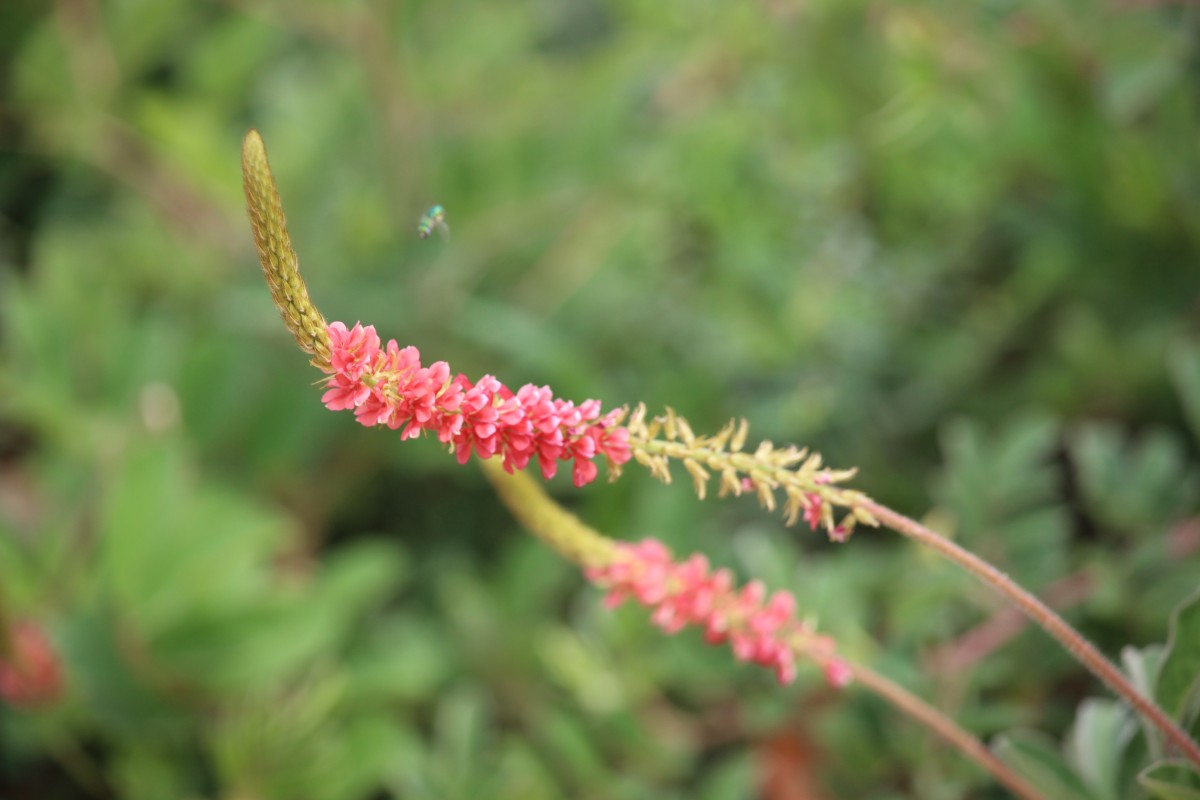 Indigofera hirsuta L.